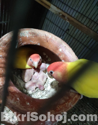 Running Lovebird Pair